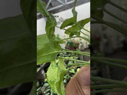 Confeti de leche Syngonium tricolor