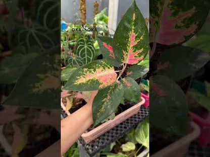 Aglaonema Kochin Pink