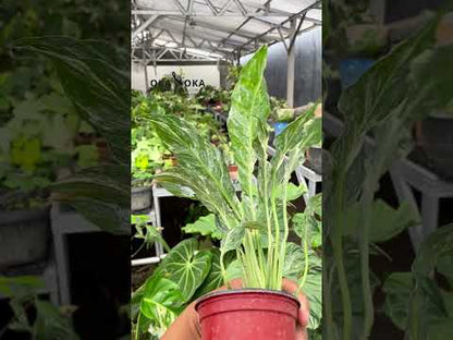 Spathiphyllum Peace Lily Domino Abigarrado