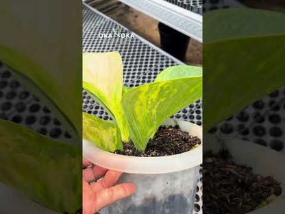 أنثوريوم جينماني أصفر متنوع