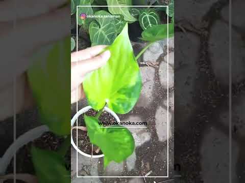 Alocasia Cucullata Variegated – Okanoka
