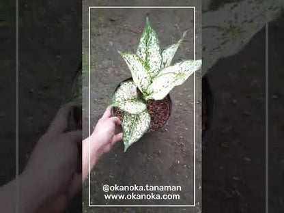aglaonema blancanieves Aglaonema Blancanieves – Okanoka