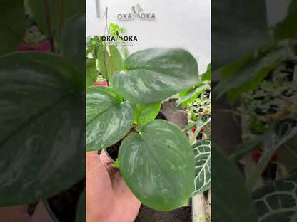 سندابسوس تريوبي ضوء القمر