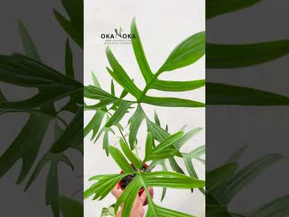 palm philodendron Philodendron Quercifolium – Okanoka