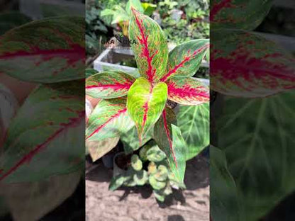 Aglaonema Rote Anita