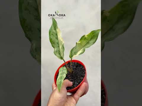 small aglaonema Aglaonema Commutatum Variegated Small – Okanoka