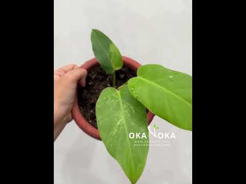 philodendron avocado shake Philodendron Avocado Shake