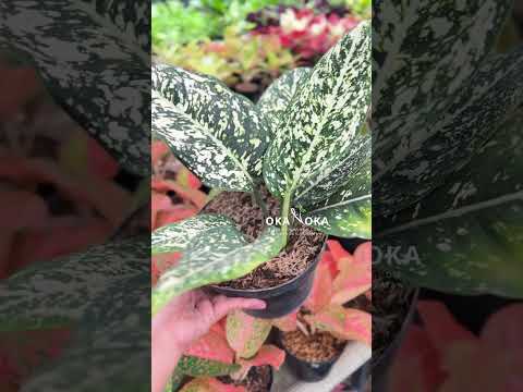 aglaonema large leaves Aglaonema Big Leaf – Okanoka