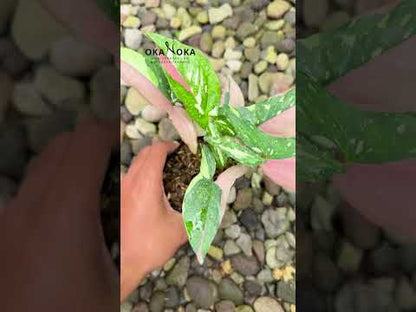 سينجونيوم بقعة حمراء ثلاثية الألوان