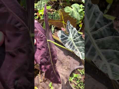 Alocasia Amazonica