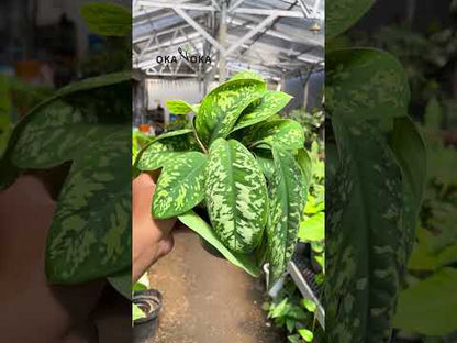 Dieffenbachia Camouflage