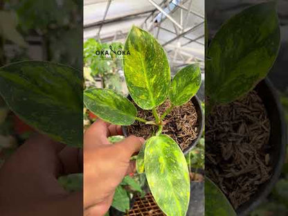 فيلوديندرون جرين كونغو نووي المجرة حجم صغير