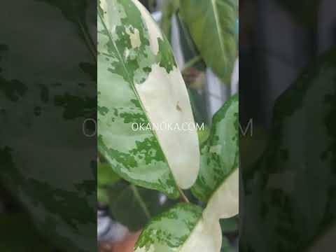 Aglaonema Commutatum Variegated – Okanoka