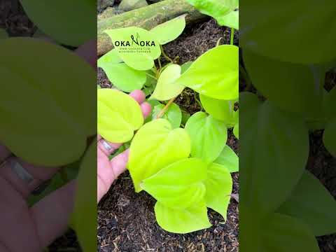 philodendron corazon Philodendron Hederaceum Hoja de corazón de lima limón