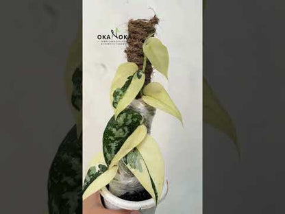 Scindapsus Mayari