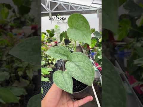 Scindapsus Silver Cloud Dark Form – Okanoka