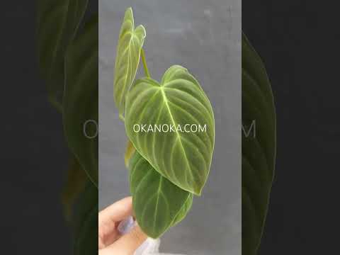 philodendron splendid climber Philodendron Splendid – Okanoka