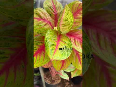 aglaonema near me Aglaonema Andini – Okanoka