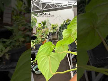 فيلوديندرون كونفيدنت (ماكدويل × بلوماني)