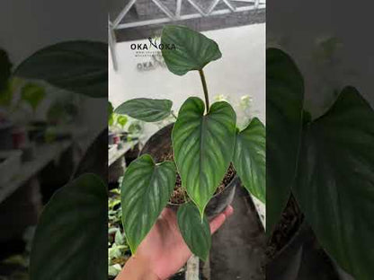 Philodendron Plowmanii Black Face Narrow tamaño pequeño