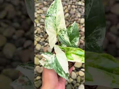 Syngonium Albo Variegated