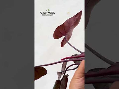 philodendron dark lord juvenile Philodendron Dark Lord – Okanoka