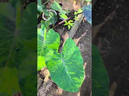 Colocasia Esculenta Mojito