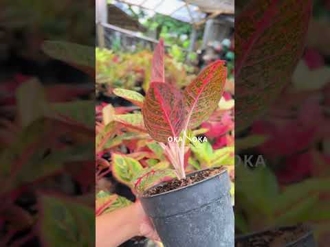 aglaonema croton Aglaonema Diana – Okanoka
