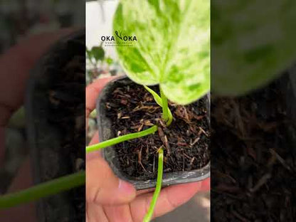 Philodendron Giganteum Marble Variegated Small