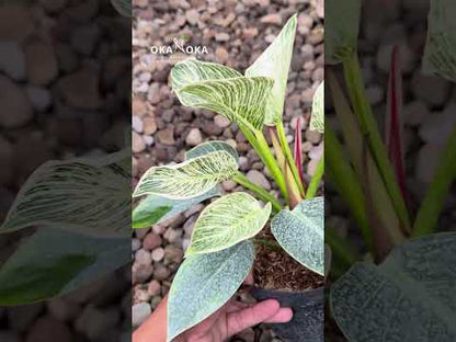 philodendron birkin huge Philodendron Birkin large – Okanoka