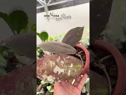 هويا أوندولاتا الأحمر