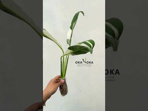 variegated peace lily for sale Spathiphyllum Peace Lily Variegated – Okanoka