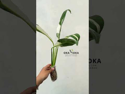 peace lily variegated leaves Spathiphyllum Peace Lily Variegated – Okanoka