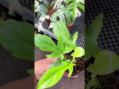 Philodendron Florida Ghost Klein