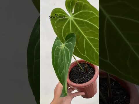 Anthurium Magnificum Hybrid Norte Medium Size – Okanoka Anthurium Magnificum Hybrid Norte Medium Size – Okanoka