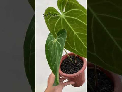 anthurium chamberlainianum Anthurium Magnificum Hybrid Norte Medium Size – Okanoka