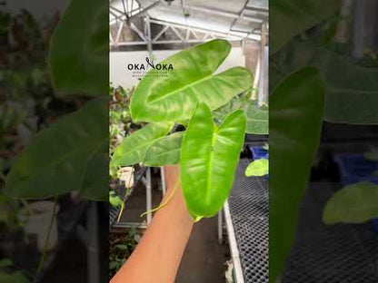 Filodendro Burle Marx abigarrado, baja variegación