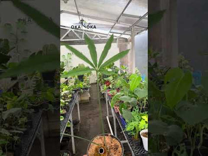 anthurium polydactylum for sale Anthurium Polydactylum