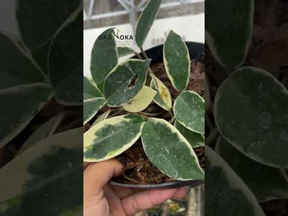 هويا قرمزي لحم الأميرة متنوع