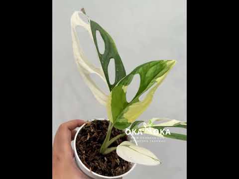monstera adansonii archipelago for sale Monstera Adansonii Variegated Giant Form