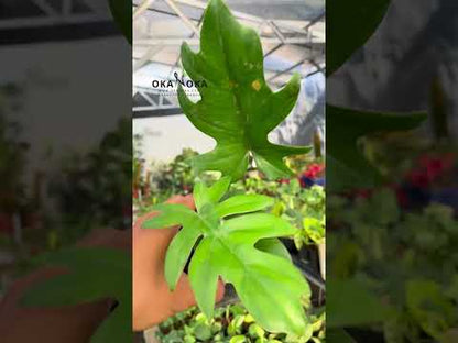 喜林芋