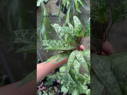 Pinanga Crassipes / Licuala Maculata