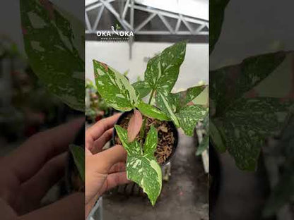 بقعة حمراء من نبات سينجونيوم باللون الوردي على اللون الوردي