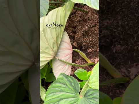 philodendron werneri 'rotonda' Philodendron Plowmanii Round Form – Okanoka
