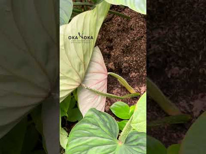 Philodendron Plowmanii Round Form