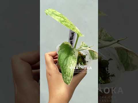 Scindapsus Cream Blue – Okanoka