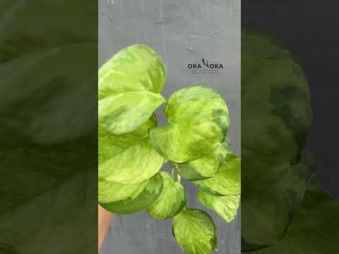 mint manjula pothos Manjula Pothos Mint