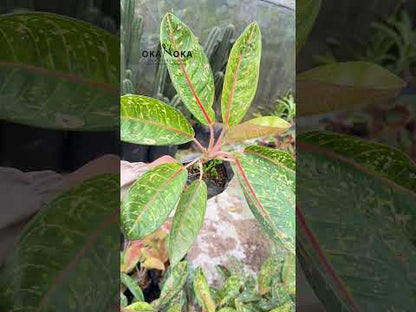 多纳卡门万年青