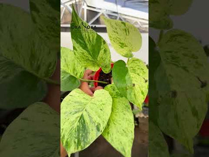 Epipremnum Marble Queen Pothos
