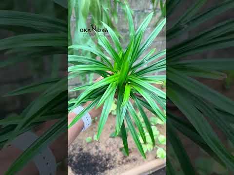 pandan plant fertilizer Pandanus Amaryllifolius – Okanoka